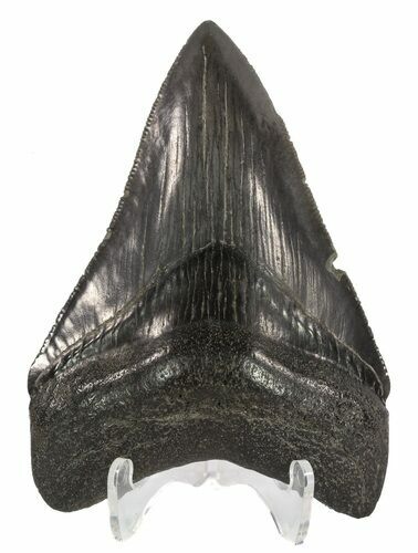 Serrated, Fossil Megalodon Tooth #54240